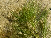Myriophyllum spicatum 23, Aarvederkruid, Saxifraga-Ed Stikvoort : Ameland A900