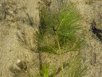 Myriophyllum spicatum 24, Aarvederkruid, Saxifraga-Ed Stikvoort : Ameland A900