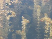 Myriophyllum verticillatum 2, Kransvederkruid, Saxifraga-Jasenka Topic