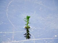 Myriophyllum verticillatum 3, Kransvederkruid, Saxifraga-Hans Grotenhuis