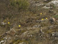 Narcissus bugei 12, Saxifraga-Willem van Kruijsbergen