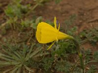 Narcissus bulbocodium 11, Saxifraga-Jan van der Straaten