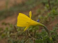 Narcissus bulbocodium 12, Saxifraga-Jan van der Straaten