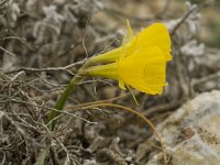 Narcissus bulbocodium 15, Saxifraga-Jan van der Straaten