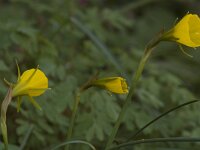 Narcissus bulbocodium 2, Saxifraga-Willem van Kruijsbergen