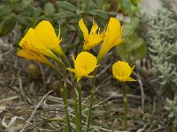 Narcissus bulbocodium 24, Saxifraga-Jan van der Straaten