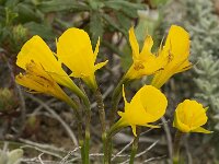 Narcissus bulbocodium 26, Saxifraga-Jan van der Straaten