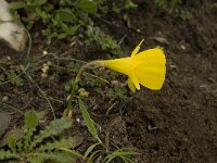 Narcissus bulbocodium 28, Saxifraga-Jan van der Straaten