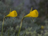 Narcissus bulbocodium 3, Saxifraga-Willem van Kruijsbergen