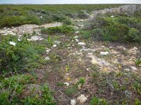 Narcissus bulbocodium 35, Saxifraga-Ed Stikvoort
