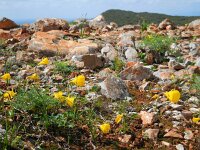 Narcissus bulbocodium 36, Saxifraga-Ed Stikvoort