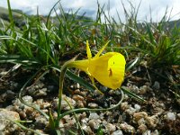 Narcissus bulbocodium 41, Saxifraga-Hans Grotenhuis