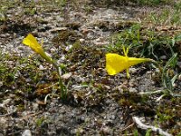 Narcissus bulbocodium 42, Saxifraga-Hans Grotenhuis