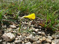 Narcissus bulbocodium 43, Saxifraga-Hans Grotenhuis