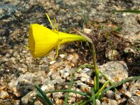 Narcissus bulbocodium 44, Saxifraga-Hans Grotenhuis