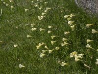 Narcissus bulbocodium 49, Saxifraga-Willem van Kruijsbergen