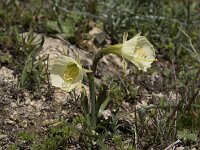 Narcissus bulbocodium 52, Saxifraga-Willem van Kruijsbergen