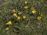 Narcissus bulbocodium 55, Saxifraga-Willem van Kruijsbergen