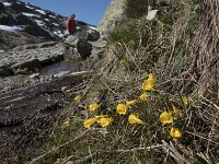 Narcissus bulbocodium 58, Saxifraga-Willem van Kruijsbergen