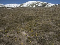 Narcissus bulbocodium 59, Saxifraga-Willem van Kruijsbergen