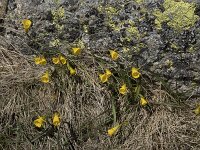 Narcissus bulbocodium 60, Saxifraga-Willem van Kruijsbergen