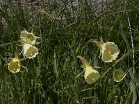 Narcissus bulbocodium 68, Saxifraga-Willem van Kruijsbergen