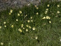 Narcissus bulbocodium 69, Saxifraga-Willem van Kruijsbergen