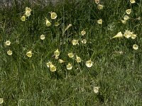 Narcissus bulbocodium 70, Saxifraga-Willem van Kruijsbergen