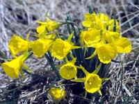 Narcissus bulbocodium ssp bulbocodium 8, Saxifraga-Jan Jansen