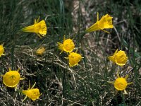 Narcissus bulbocodium ssp minor 10, Saxifraga-Jan van der Straaten
