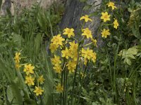 Narcissus jonquilla 2, Saxifraga-Willem van Kruijsbergen