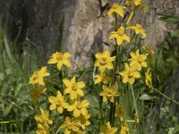 Narcissus jonquilla 6, Saxifraga-Willem van Kruijsbergen