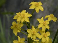 Narcissus jonquilla 7, Saxifraga-Willem van Kruijsbergen