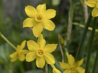 Narcissus jonquilla 9, Saxifraga-Willem van Kruijsbergen