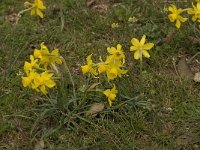 Narcissus juncifolius