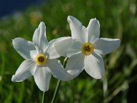 Narcissus poeticus, Pheasants-eye Narcissus