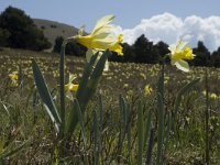 Narcissus pseudonarcissus 10, Wilde narcis, Saxifraga-Marijke Verhagen