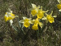 Narcissus pseudonarcissus 12, Wilde narcis, Saxifraga-Marijke Verhagen