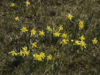 Narcissus pseudonarcissus 15, Wilde narcis, Saxifraga-Marijke Verhagen