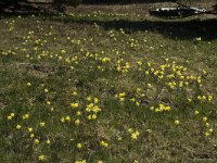 Narcissus pseudonarcissus 16, Wilde narcis, Saxifraga-Jan van der Straaten
