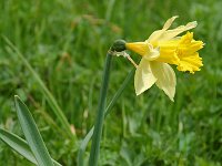Narcissus pseudonarcissus 17, Wilde narcis, Saxifraga-Willem van Kruijsbergen