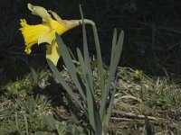 Narcissus pseudonarcissus 18, Wilde narcis, Saxifraga-Marijke Verhagen