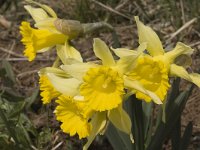 Narcissus pseudonarcissus 20, Wilde narcis, Saxifraga-Marijke Verhagen