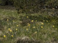 Narcissus pseudonarcissus 21, Wilde narcis, Saxifraga-Jan van der Straaten