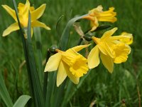 Narcissus pseudonarcissus 22, Wilde narcis, Saxifraga-Willem van Kruijsbergen