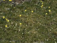Narcissus pseudonarcissus 23, Wilde narcis, Saxifraga-Marijke Verhagen