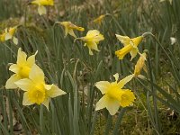 Narcissus pseudonarcissus 25, Wilde narcis, Saxifraga-Willem van Kruijsbergen