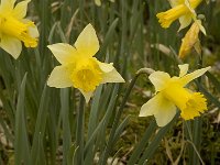 Narcissus pseudonarcissus 27, Wilde narcis, Saxifraga-Willem van Kruijsbergen