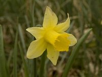 Narcissus pseudonarcissus 28, Wilde narcis, Saxifraga-Willem van Kruijsbergen