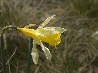 Narcissus pseudonarcissus 29, Wilde narcis, Saxifraga-Jan van der Straaten